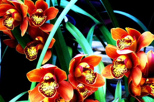 Orchideeën voor uitvaart